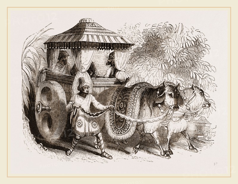 Zebus and Indian Car India