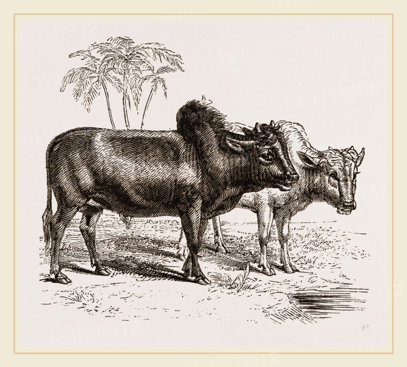 Zebus of the Zoological Gardens
