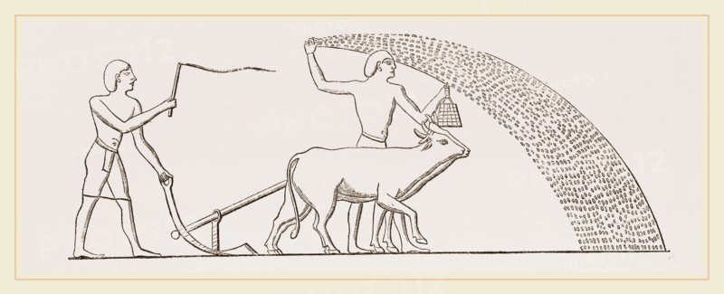 Ancient Egyptian Ploughing Egypt