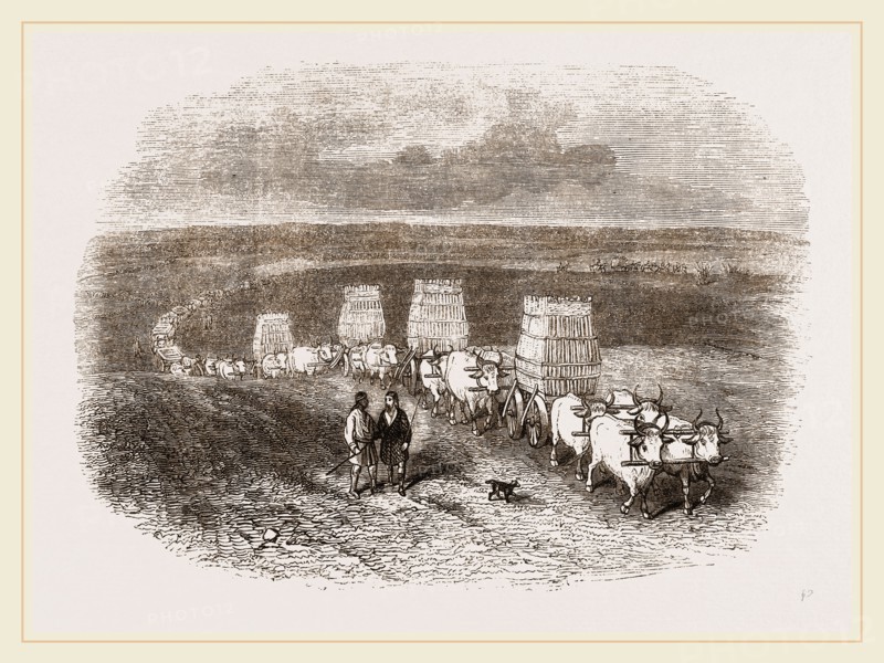 Bullock Caravan in Moldavia