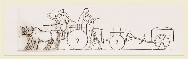 Oxen and Carts Egypt