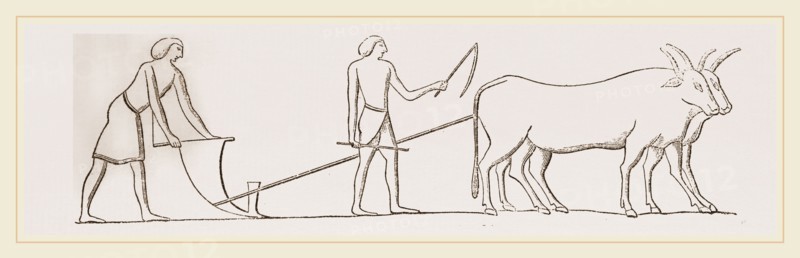 Ancient Egyptian Ploughing Egypt