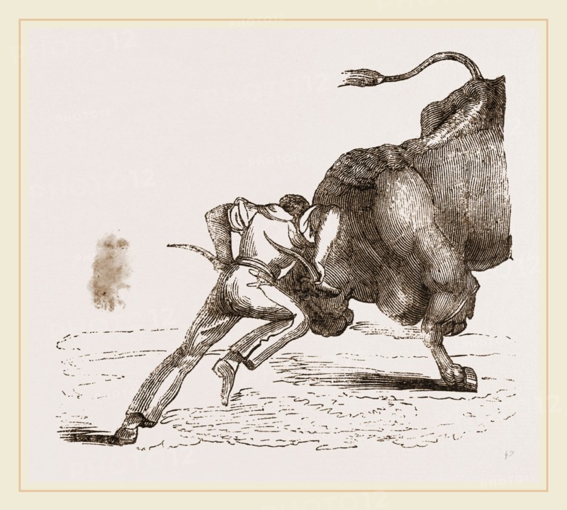 Bull fight