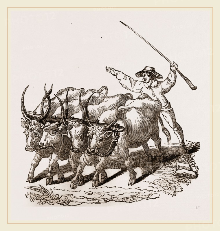 Driving Wild Cattle