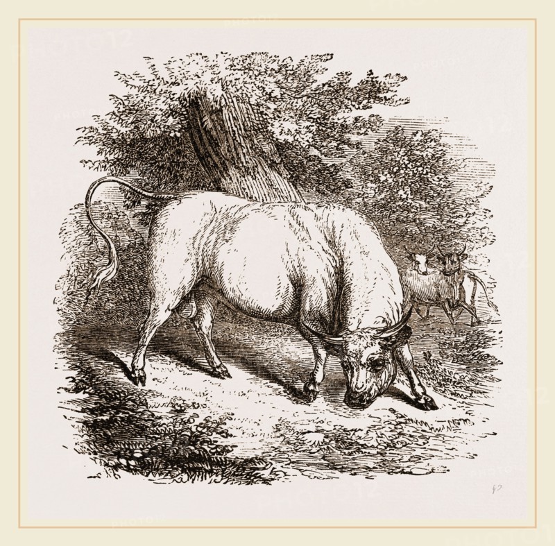 Chillingham Bull UK
