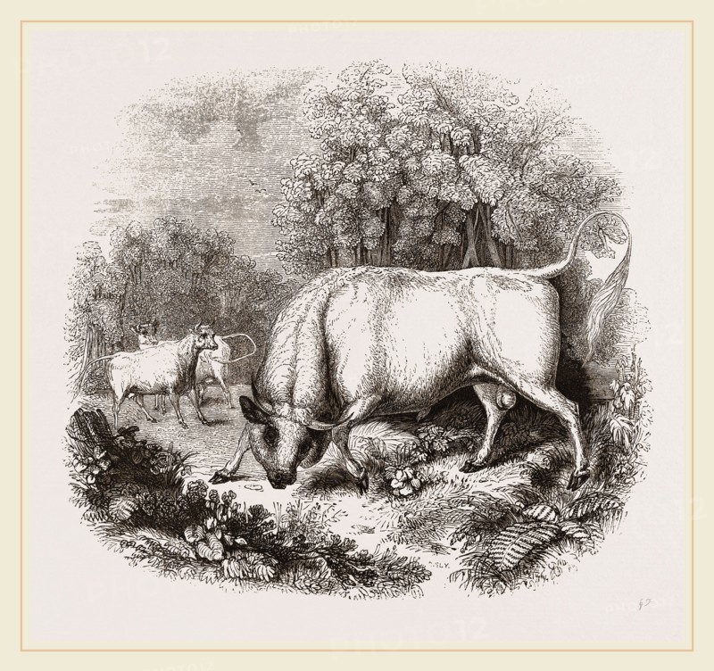 Wild White Cattle of Chillingham Park UK