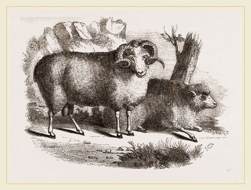 Merino sheep male and female