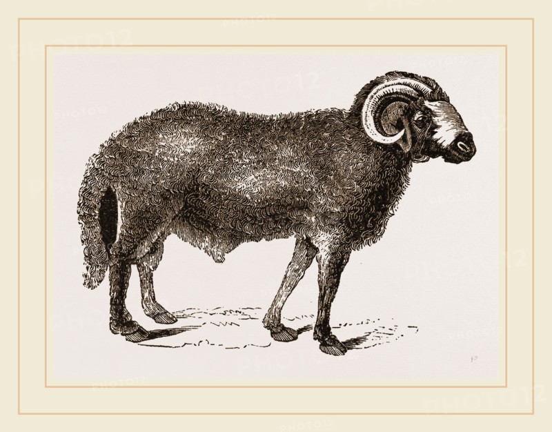Fat-tailed Sheep of Syria