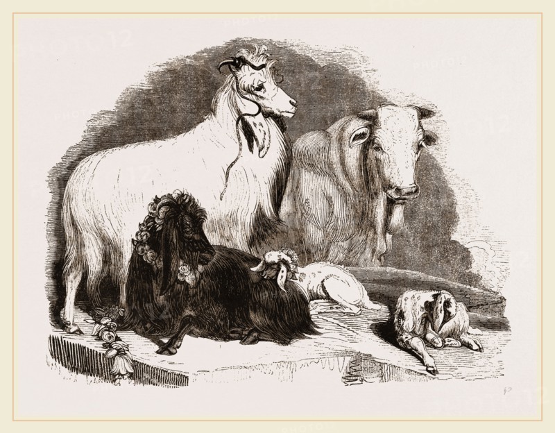 Long-eared Syrian Goats