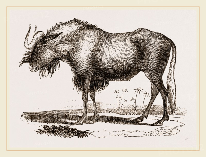 Gnu