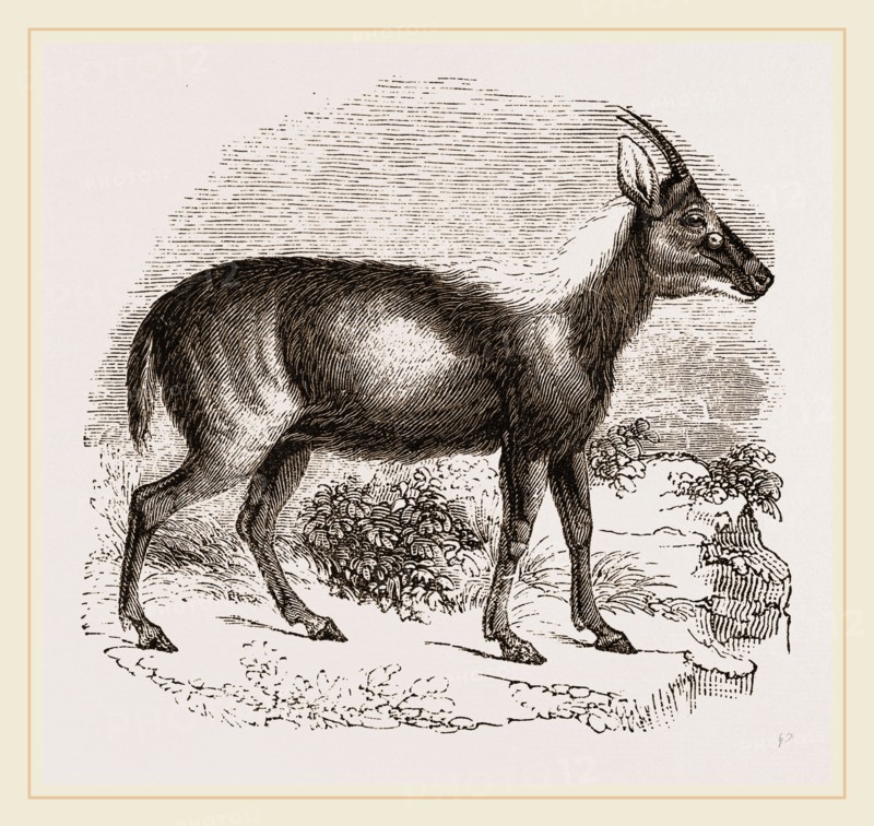Wild Goat of the Malays