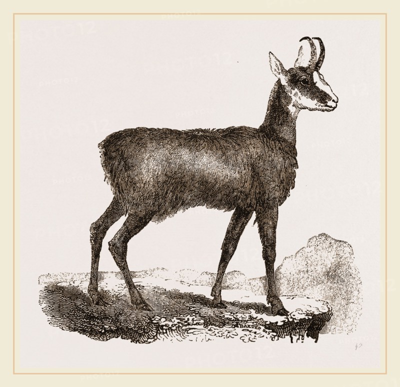 Chamois