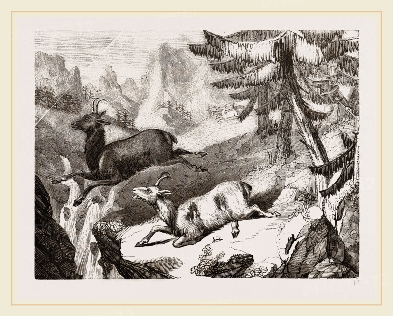 Hunting the Chamois