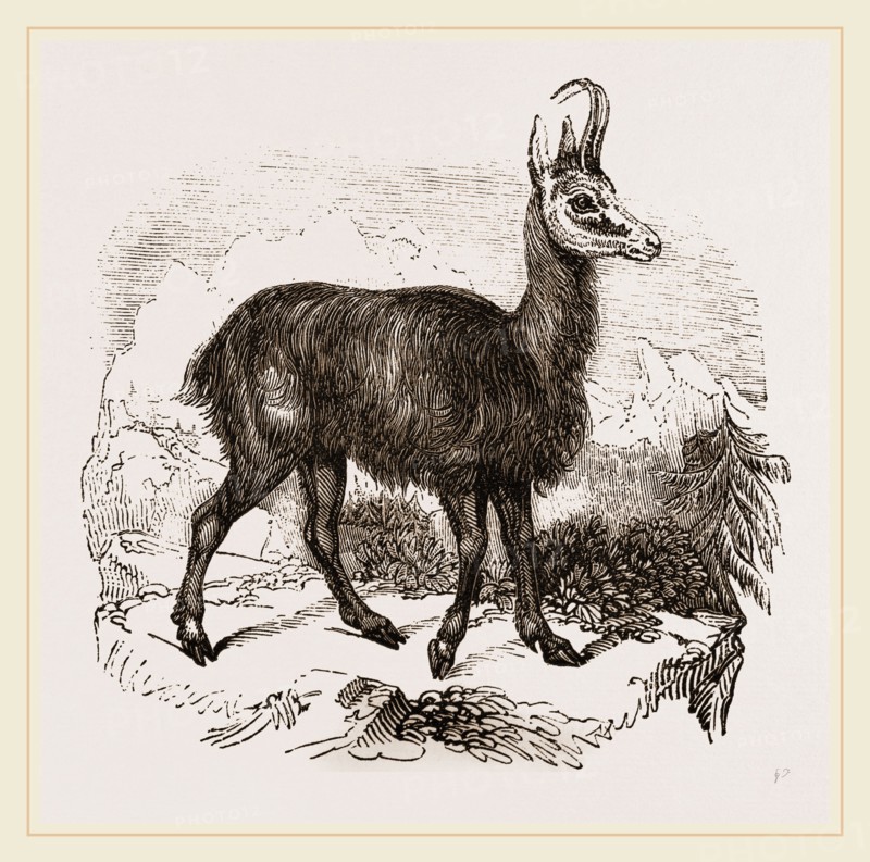Chamois