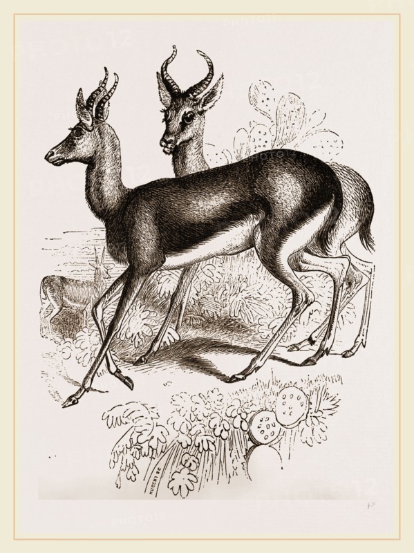 Ariel Gazelle