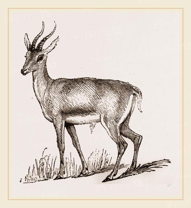 Ariel Gazelle