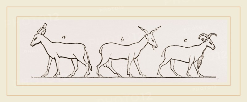 Animals from Egyptian sculptures