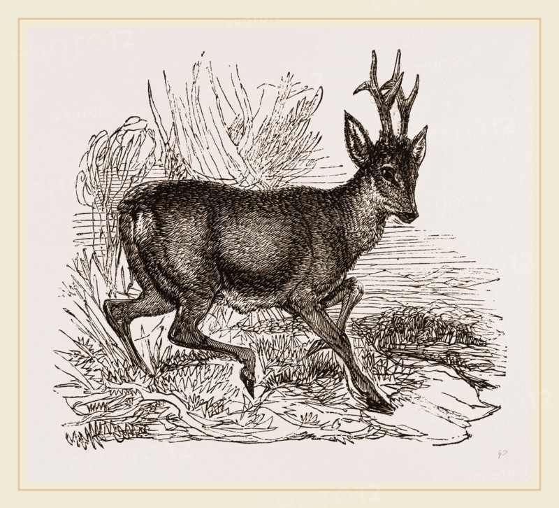 Roebuck