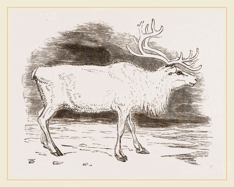 Rein-Deer