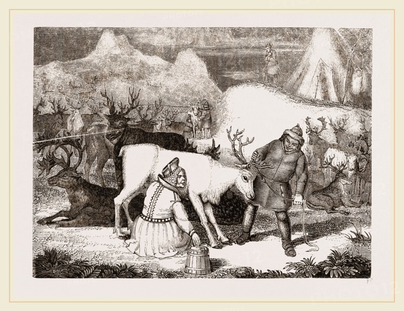 MilAing the Rein-Deer