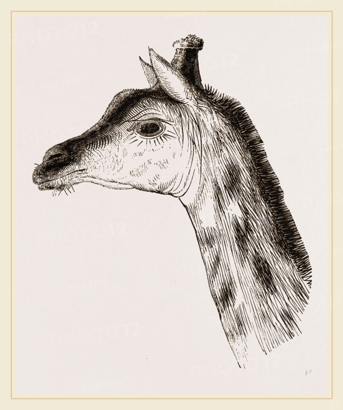 Head of Giraffe