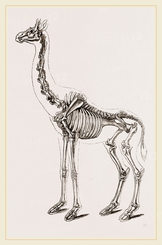 Skeleton of Giraffe
