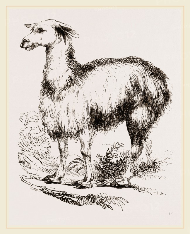 Tame Llama white