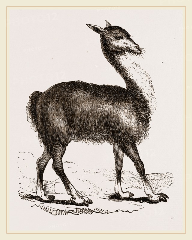 Guanaco