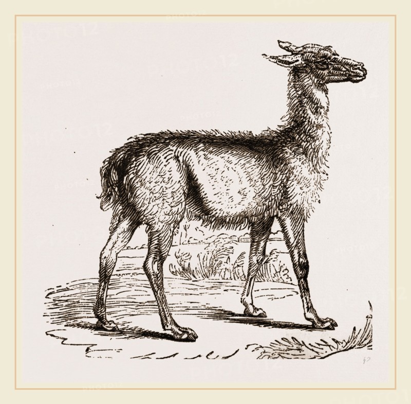 Guanaco