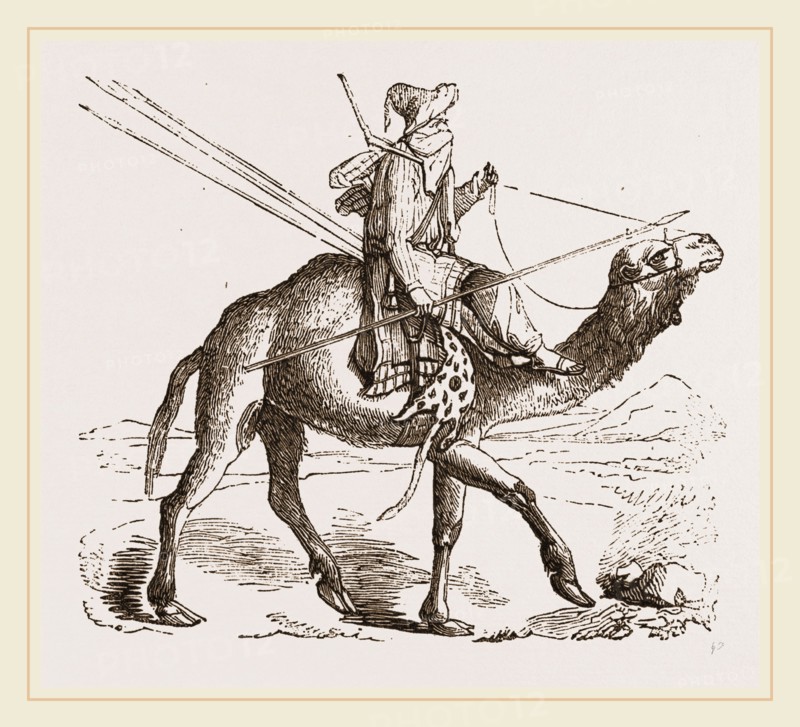 Swift Camel mounted