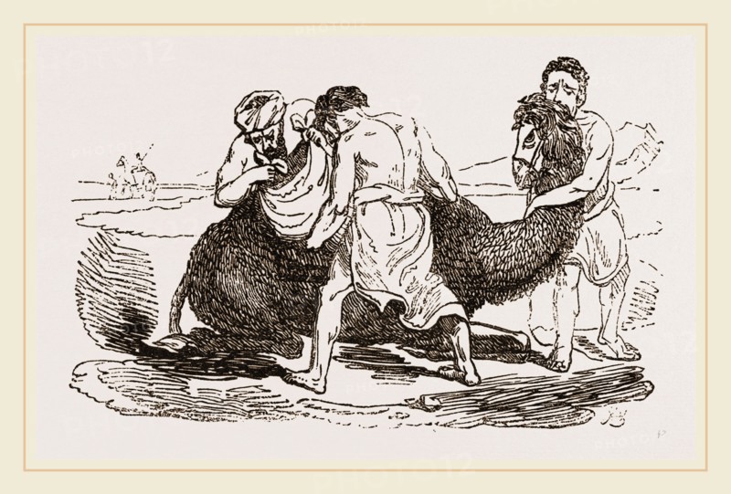 Loading the Camel