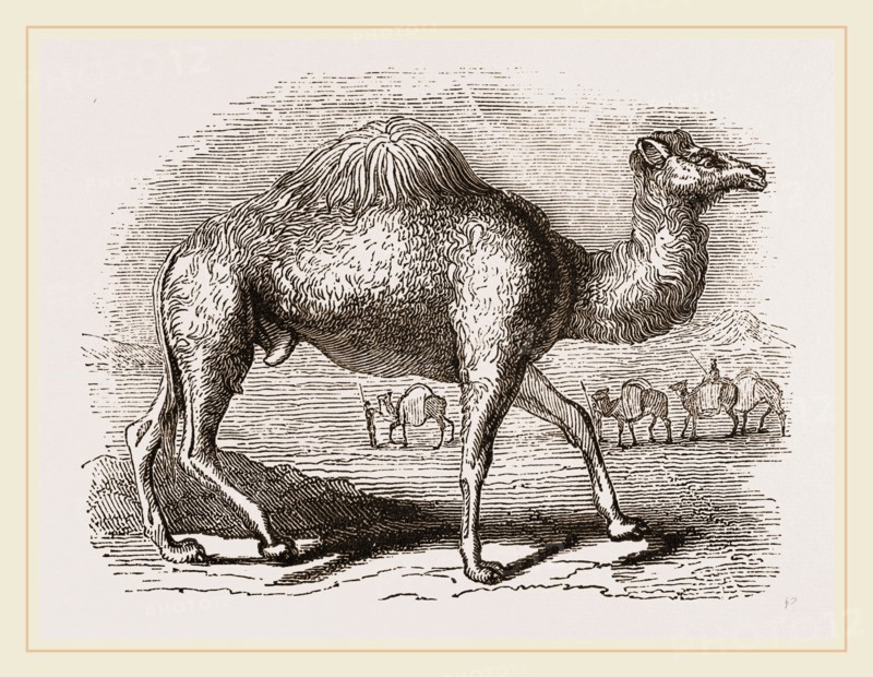 Camel