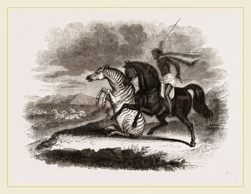 Burchell's Zebra