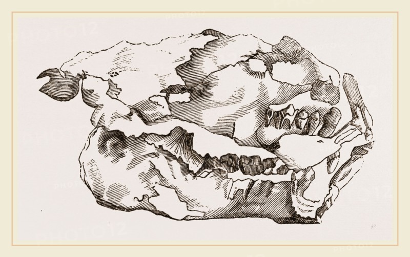 Skull of Fossil