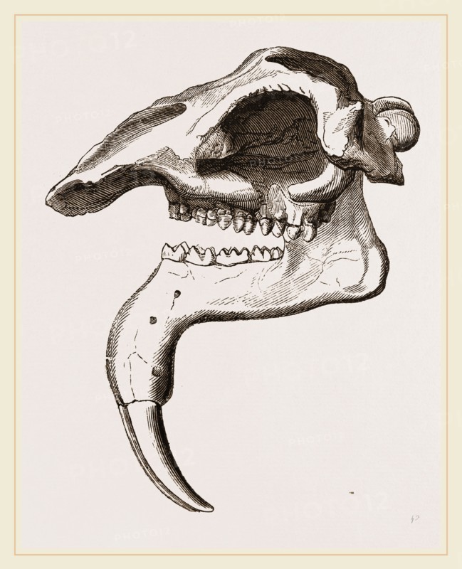 Skull of Dinotherium