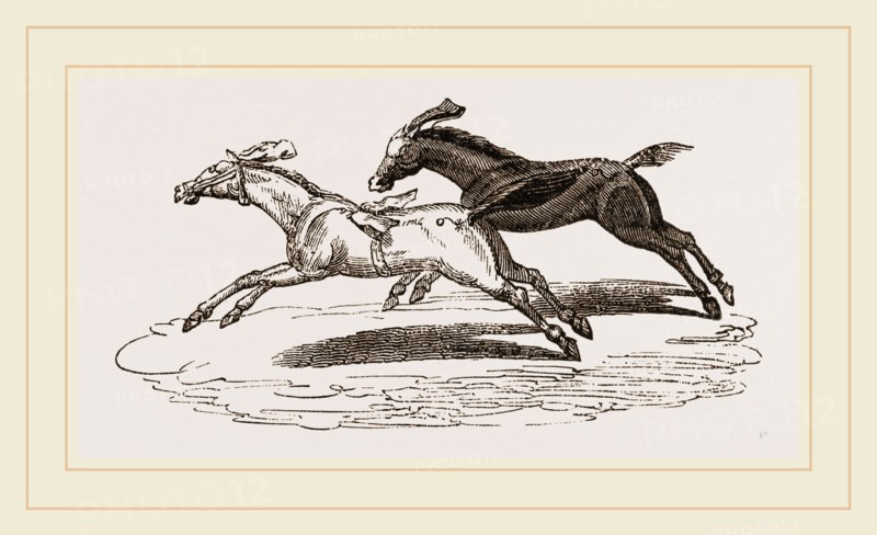 Italian Horse-Racing