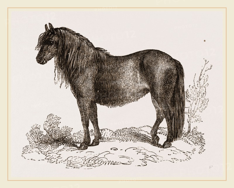 Welsh Pony