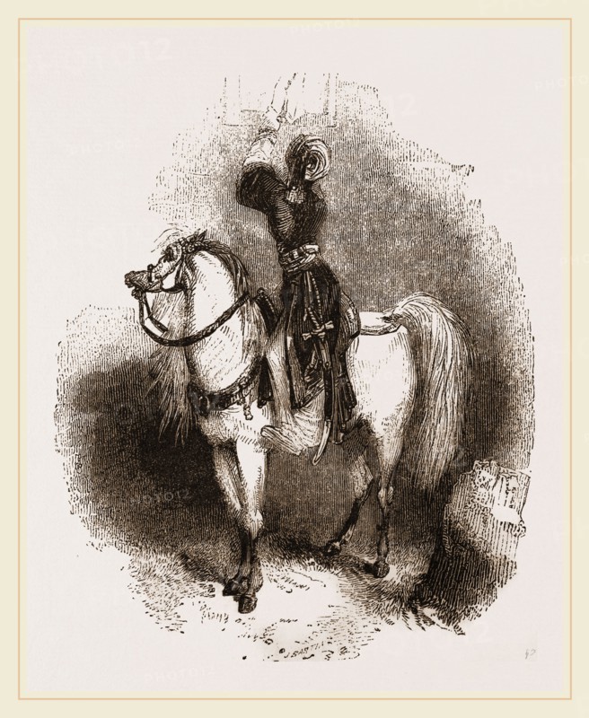 Arabian Horse