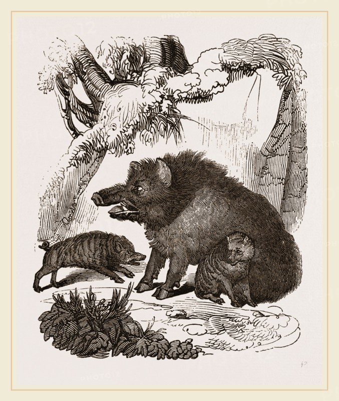 Female Wild Hog and Young