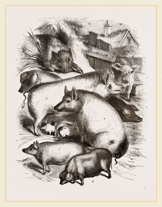 Group of Domestic Hogs