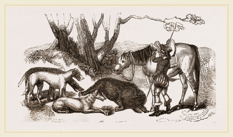 Boar Hunt