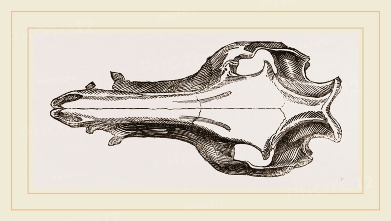 Skull of the Hog