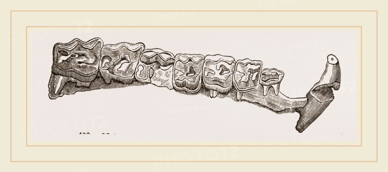 Molar teeth of upper jaw of Palaeotherium magnum