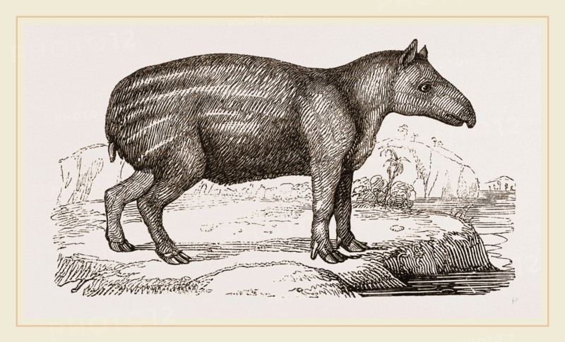 Young Tapir