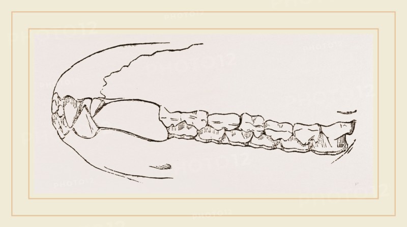 Teeth of Sumatran Tapir