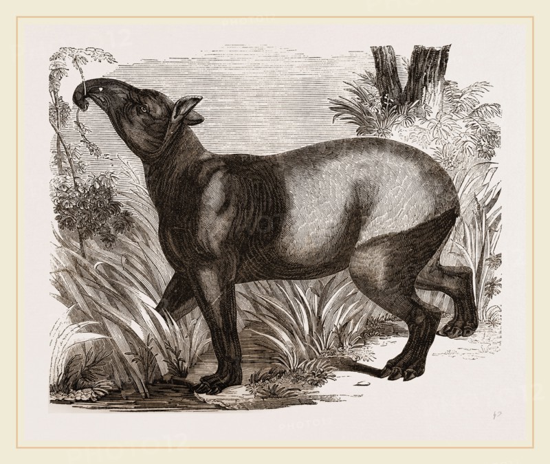 Indian Tapir