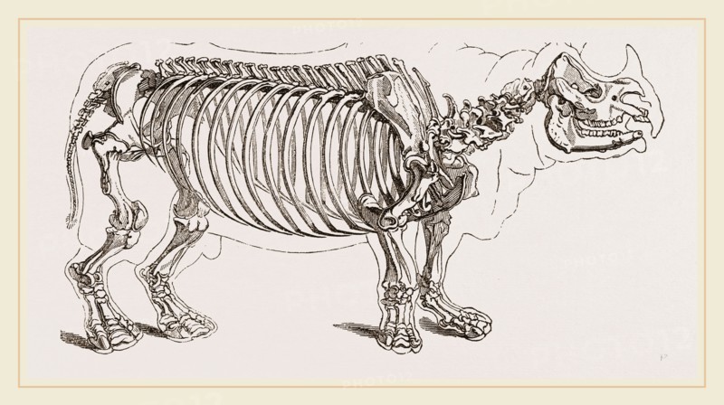 Skeleton of Rhinoceros