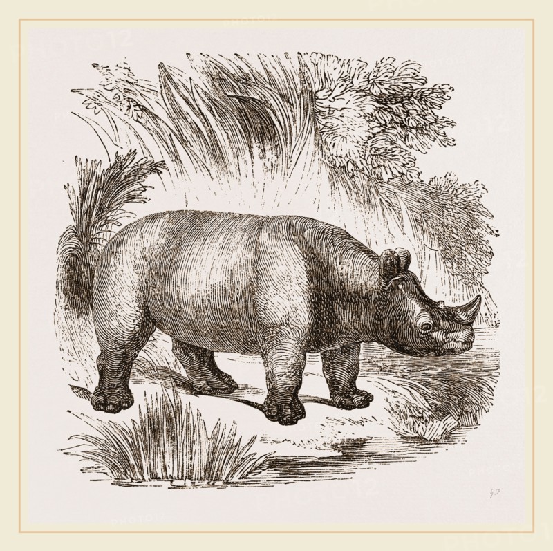African Rhinoceros
