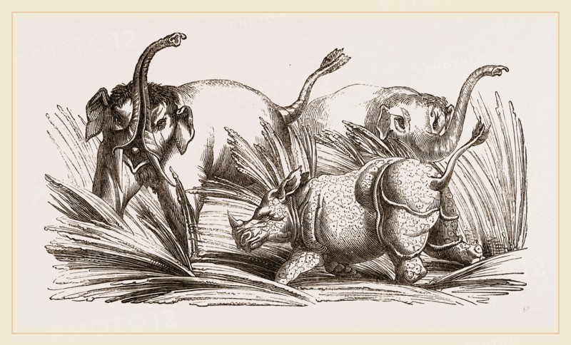Elephant attacked by a Rhinoceros