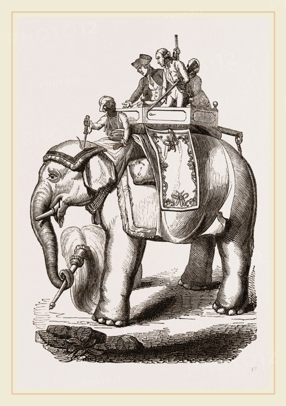 Warren Hastings' Elephant